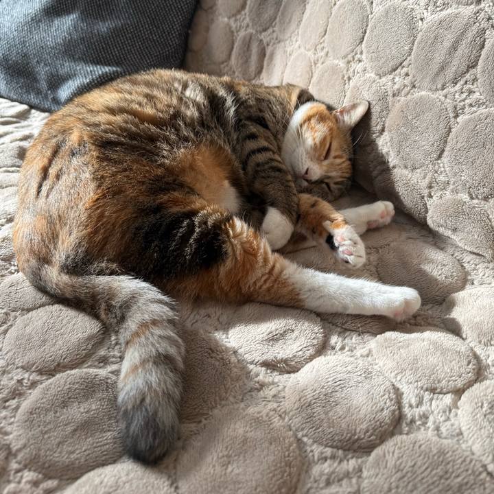 047af458 0f4b 4c4b b63e 2c778f3d371a 1762471465202