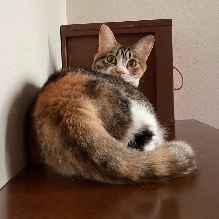 047c3f00 4b49 4810 80fd 3dc4a0d27a6e 1689551990409