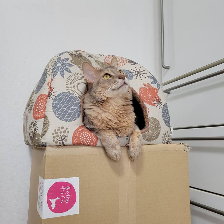 047d9864 19a6 4e81 8261 f9f532ce2494 1648281325589