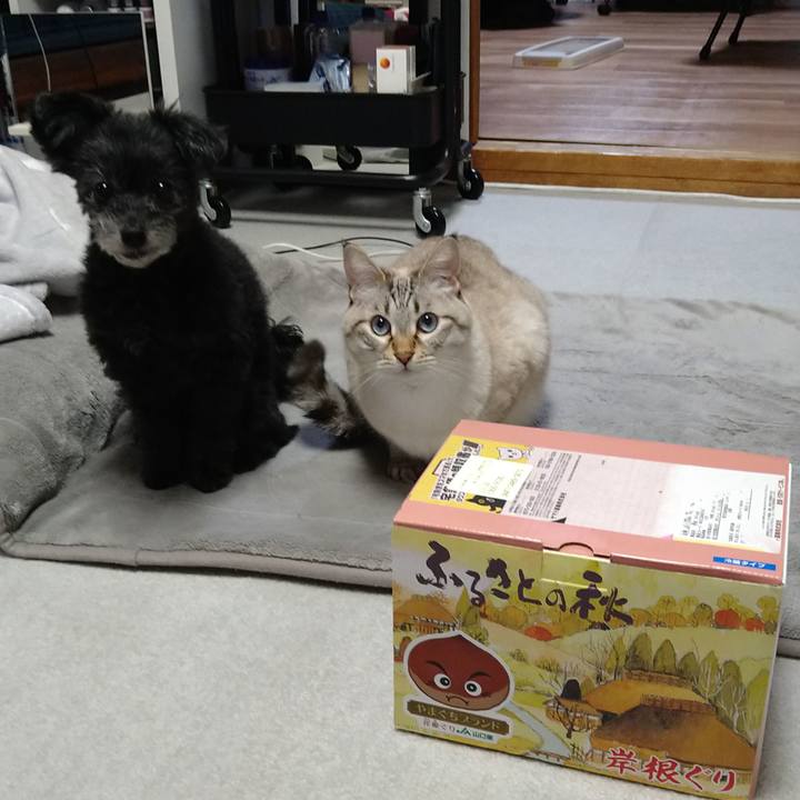 047ebf4d 396f 4da7 b644 a9ff0433e27f 1668597504397