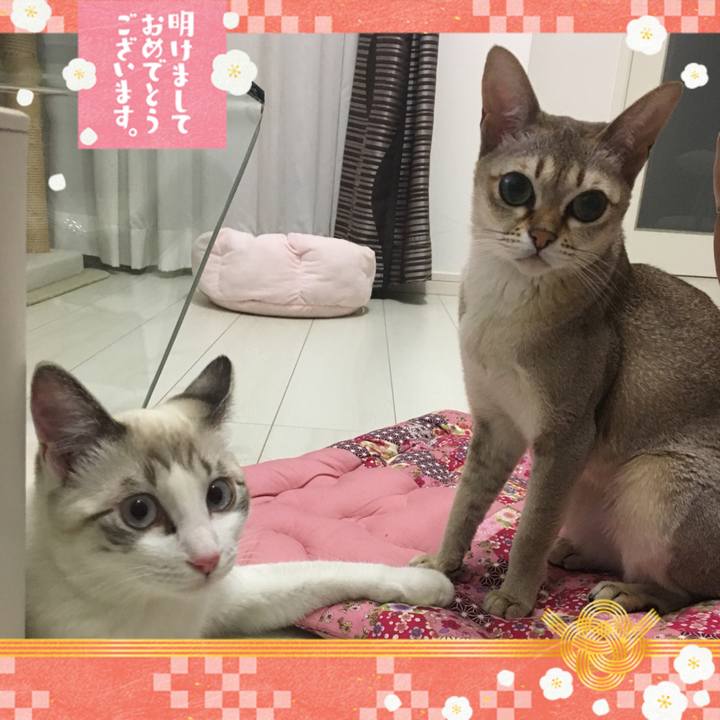 04809a7c 7ac3 4b31 8742 31b5ee9e3655 1514815852783