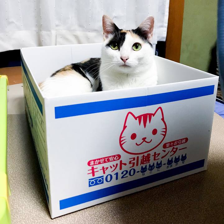 04841242 70f2 4e8d a999 4d2b704d9f1d 1533992891741