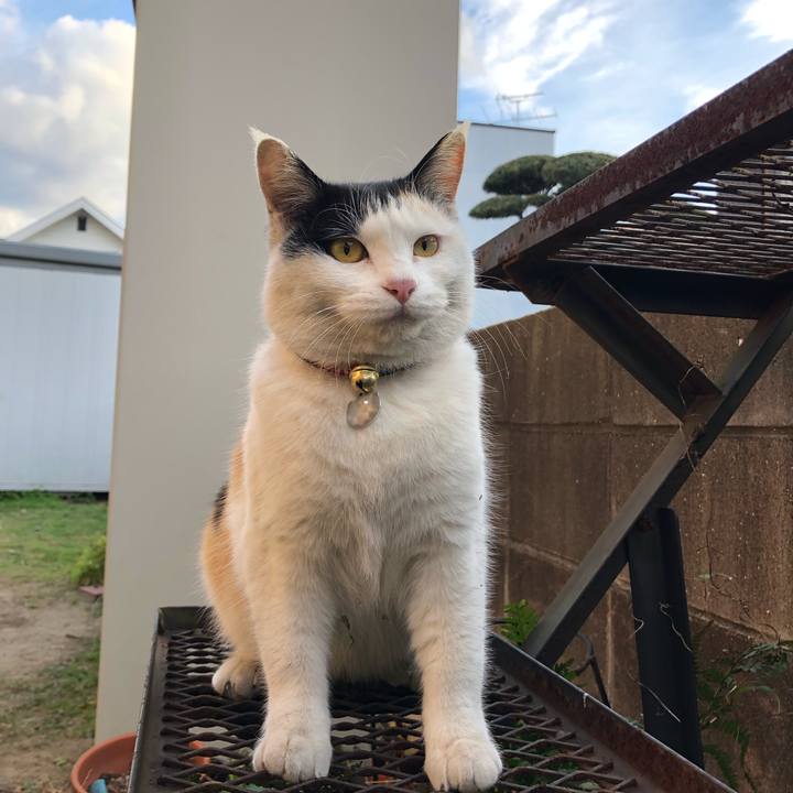 0485b4f8 0361 4ea5 94c4 c35f0dd64fea 1608421621316