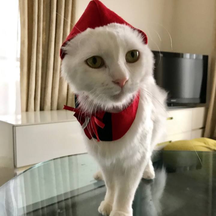 0485d580 2d35 4796 804d 58092c3d82f3 1571656667633