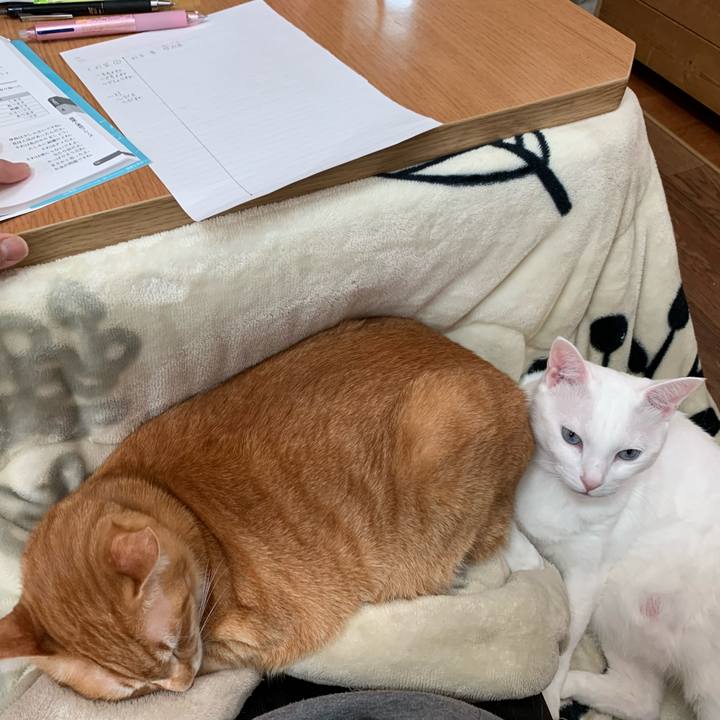 04892737 15a6 4df2 8825 ee5a016b4f62 1586585135767