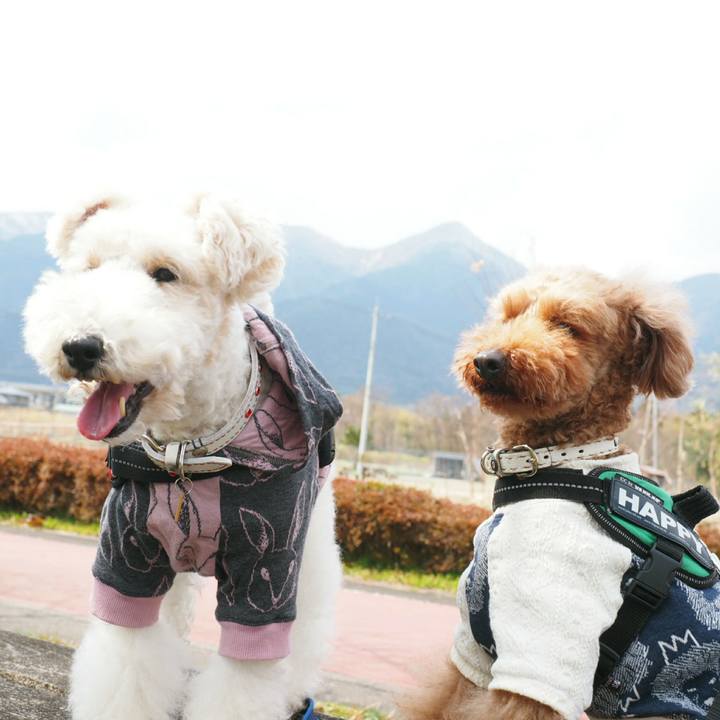 04898c39 22c6 4006 b94c f9d236dd1952 1520860970146