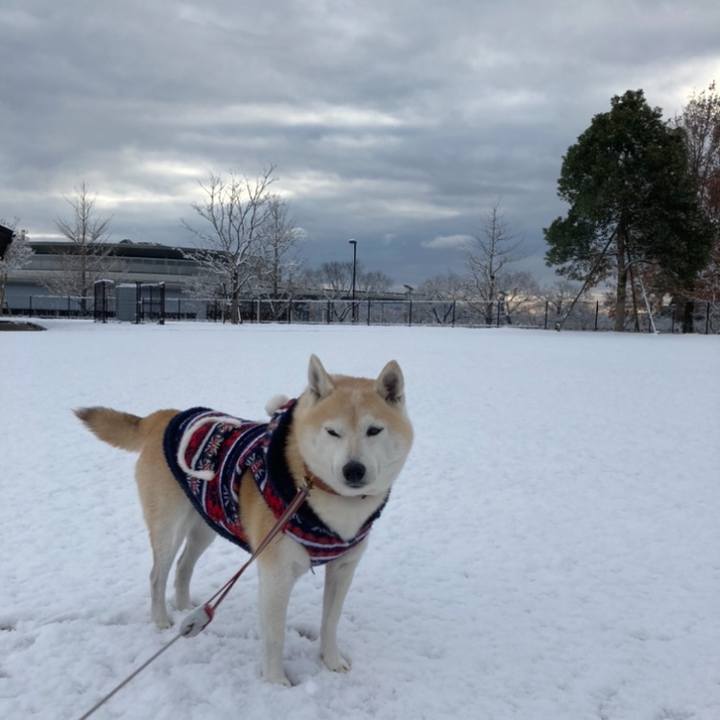 048a156a 9193 43d9 8274 d58b002913e8 1636292733801