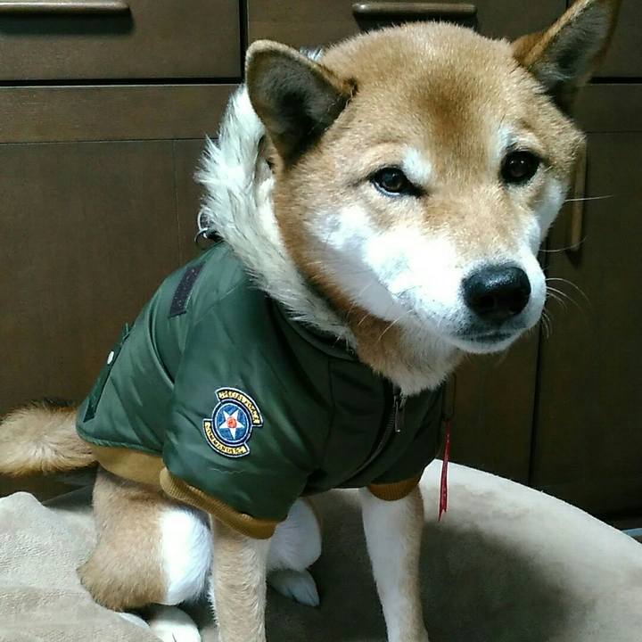 048f2a28 1924 441e a408 7c37d97b0987 1545106488568