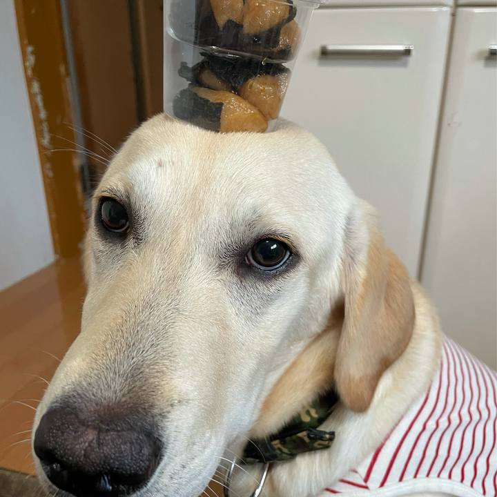 0491a54f b0da 4197 83d8 2ddc8ec1b5cf 1621314721908