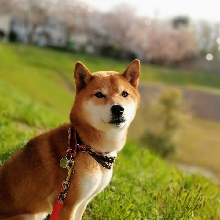 0498a3cd cd17 44f3 b6c9 7310578f3067 1585900819395