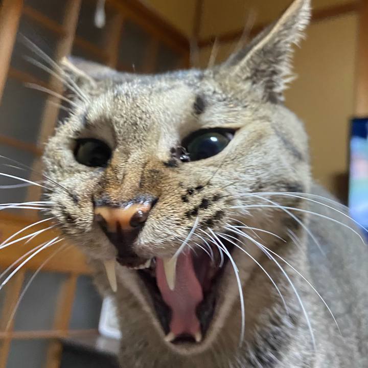 049a597b 6638 409c aab8 833eababa04e 1764075588135