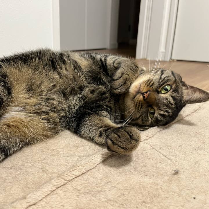 049f5e39 ba8b 4e6a b603 7b9a3d2d639c 1767415885404