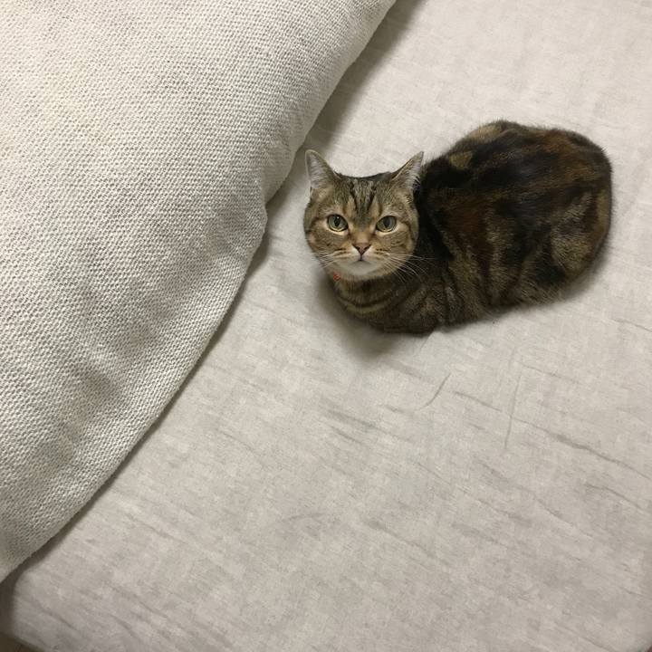 04a4a714 65c7 43ae 8c34 fa9894a05ff6 1519824461331