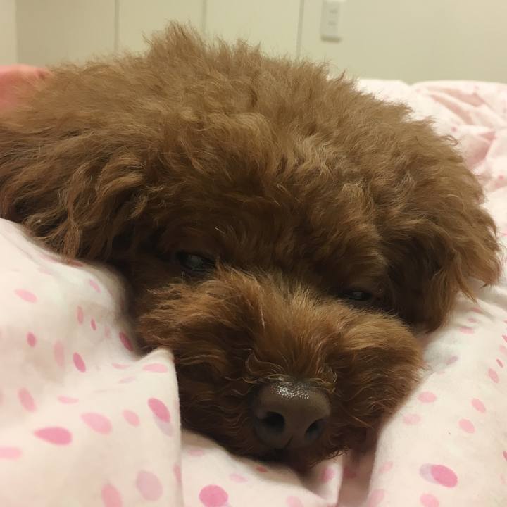 04a4bd9c b31e 4380 8b92 9031cda65fb0 1530710466131