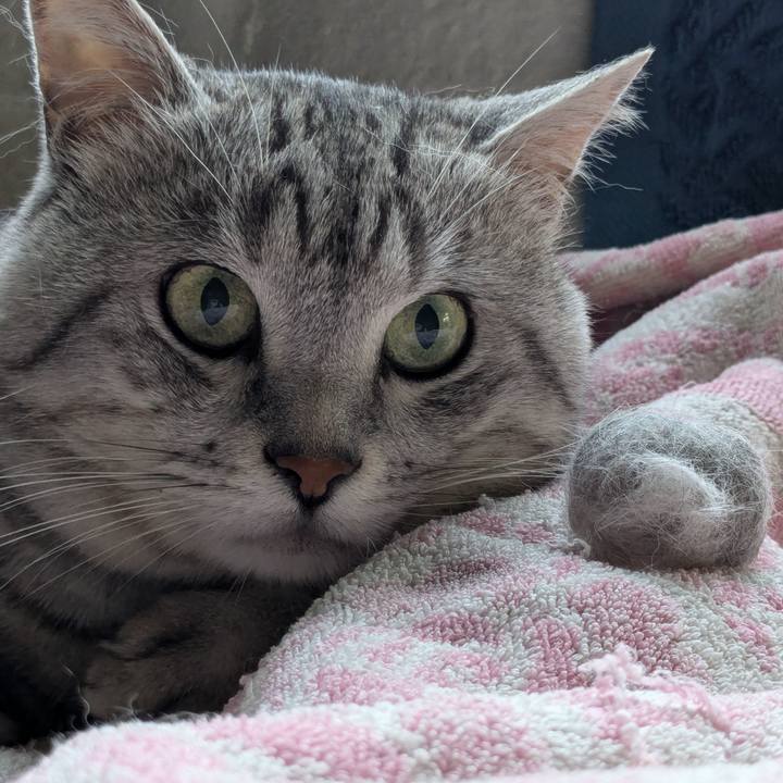 04aa032e 1a99 4485 bc4f f833b2aeee70 1720690148729