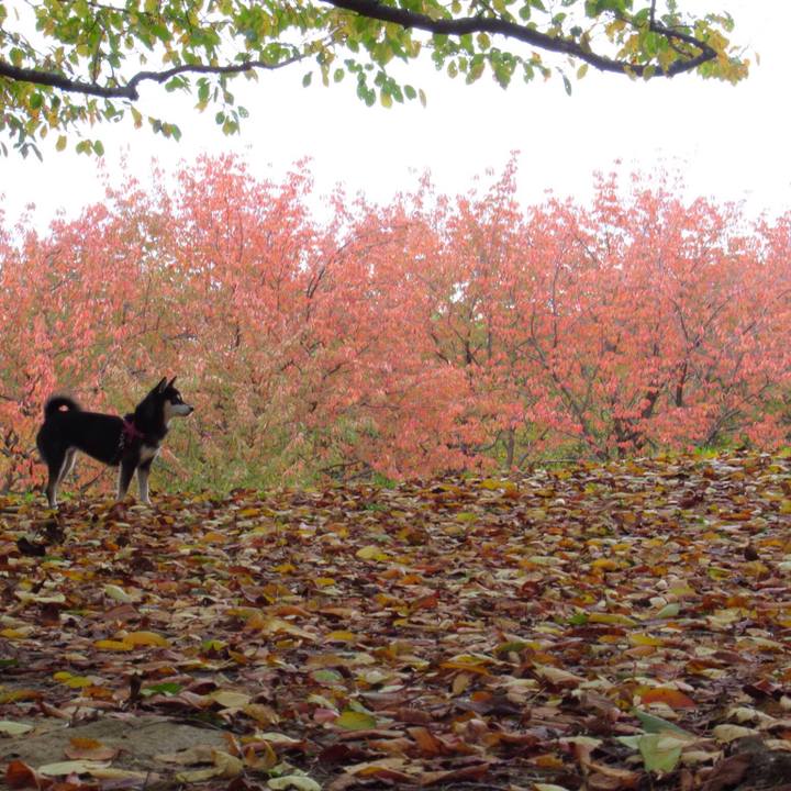 04ab94a7 399d 48f1 b0fd 7fddd19265c6 1542162067502