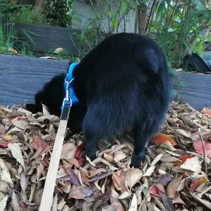 04aca1c9 c4ed 48ff 8660 9f597991890e 1604872369680