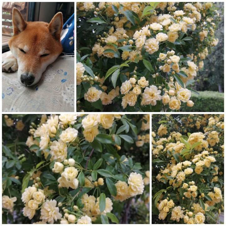 04ad7b41 4e11 471d b827 6ddcaac6e9d7 1618287008072