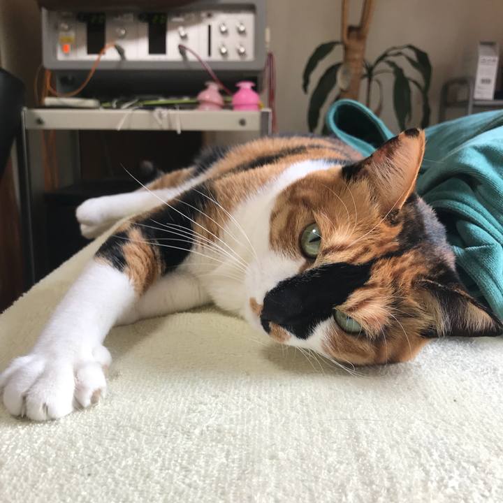 04adec60 8a23 4145 96c4 37af1a328d08 1529669042254