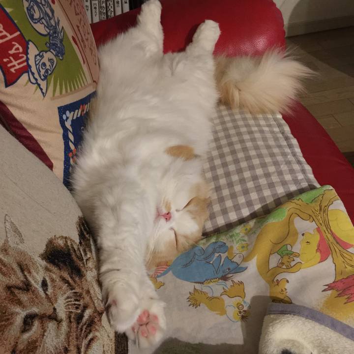 04b1757c dd74 4aa7 b7fa b9404a60b2ad 1514802344782