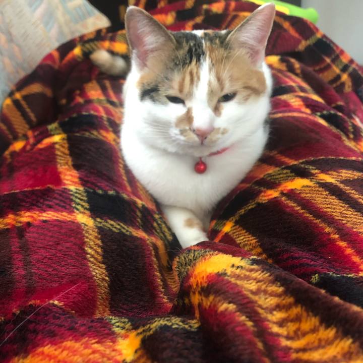 04b2a22d 5646 4384 8724 28c508c564af 1582157066425