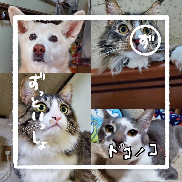 04b39e79 0400 4dcf b622 92abc03b8c2a 1685993843376