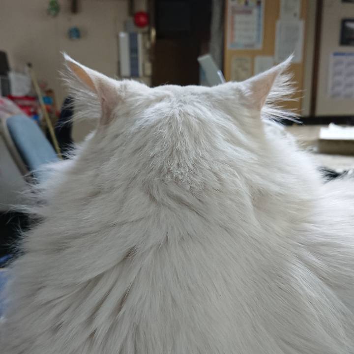 04b3cd50 29a0 4dfd b6c2 e5063161c986 1529014986357