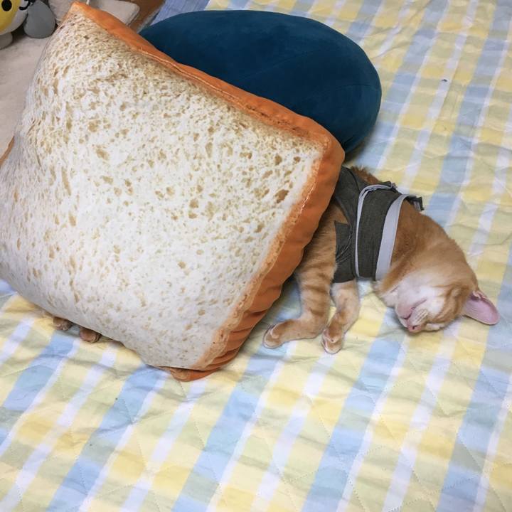 04b4e695 48ca 4b6e 92d8 146d9dcb937e 1537788815510