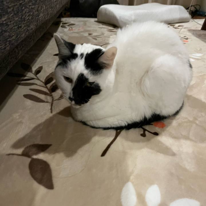 04b58509 7f00 4409 91e2 8225e48fa4b8 1763822867677