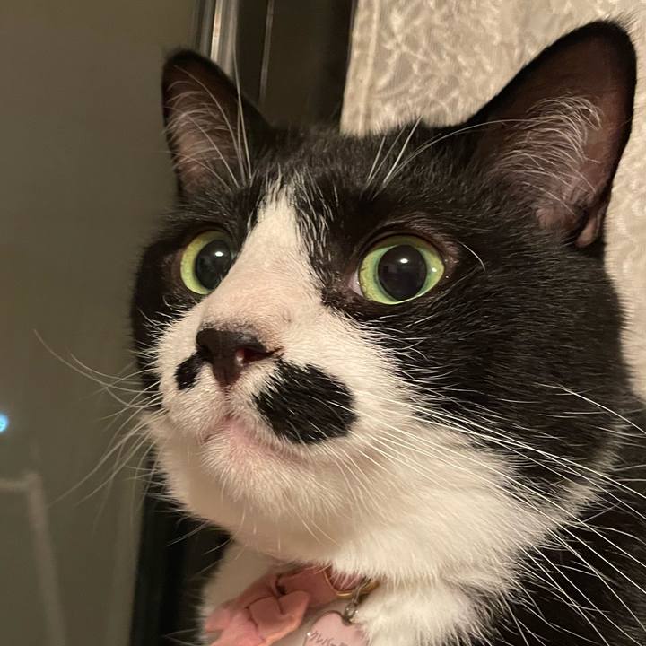 04b5a0a2 4ca1 40b4 a522 5c57957daa00 1747836977157