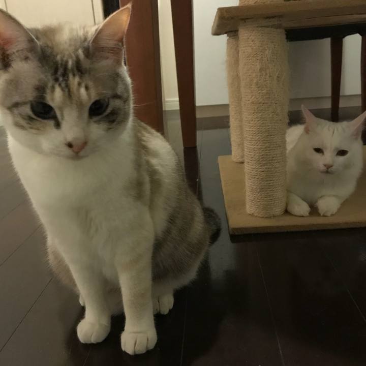 04b6d64c c09a 4ec0 982e 59ef97756dbe 1517488540264