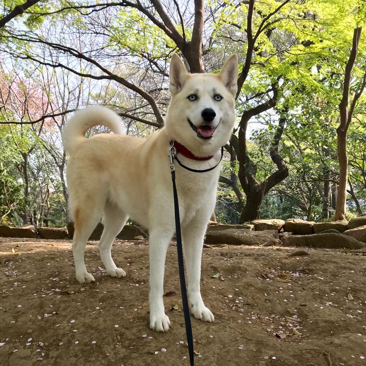 04ba596f d876 44bc a2b4 252a4bda41ff 1522972435536