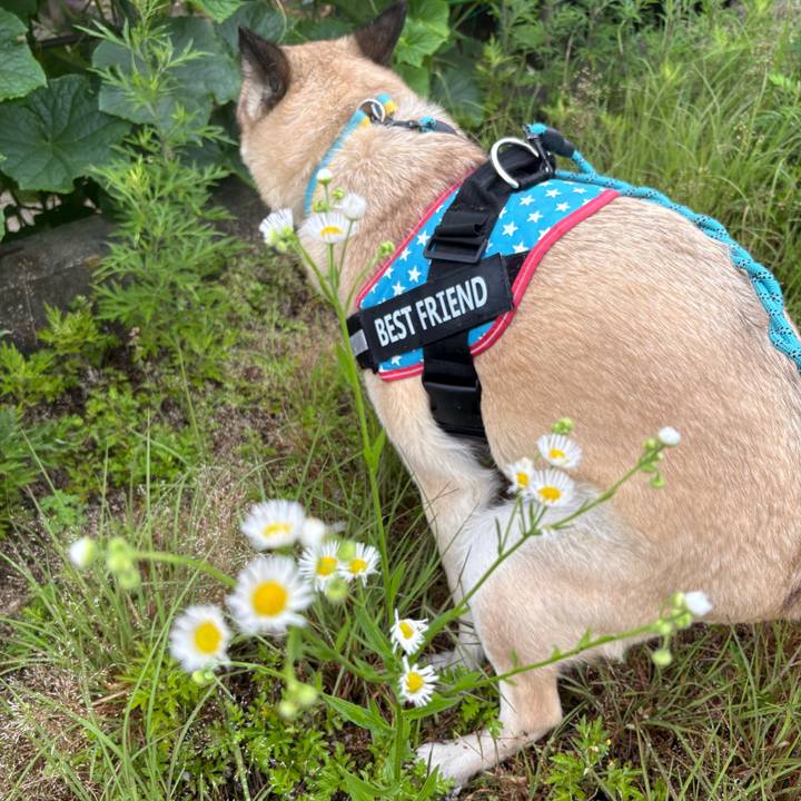 04bd4074 bd16 454f adf8 9d85f059d65e 1749729621178