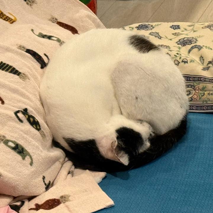 04c2850d 5b76 4bb5 9363 97526dc8b476 1762666735176