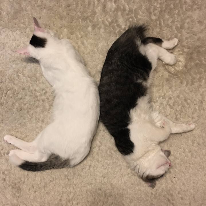 04c7a117 f17b 4aa0 b9c3 9ae9f7ffb0cd 1529757033848