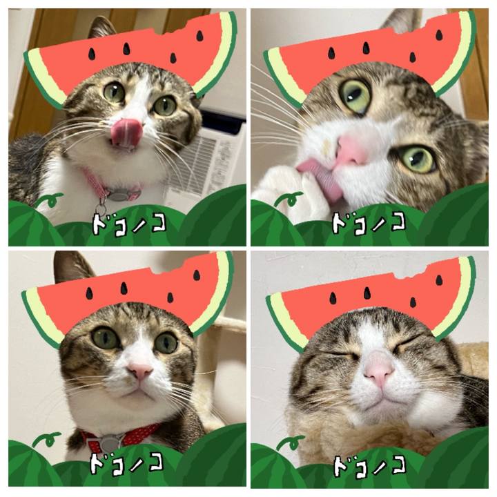 04cb2f8c 2c8a 4dcb 9576 50c3562b3b30 1720998917994