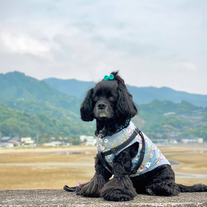 04cb5f49 311b 4045 9bbb 388fc34b5e36 1588766665730