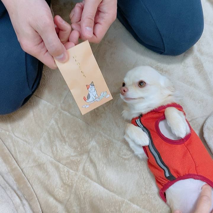 04cedb5e 1bd8 486c 8737 d59bba949d45 1609480686506