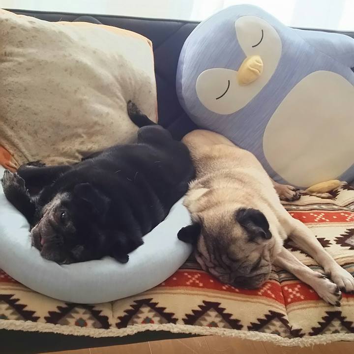 04cf3d88 448d 431b b7cd 03f8996fee88 1551999335461