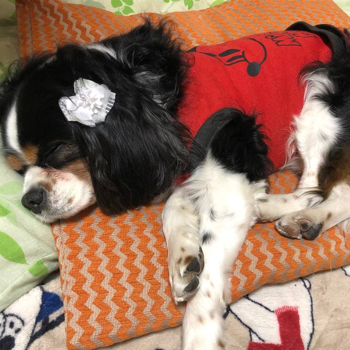 04d0af49 1752 4c0d a7af 91e8f1c835dd 1556022468230