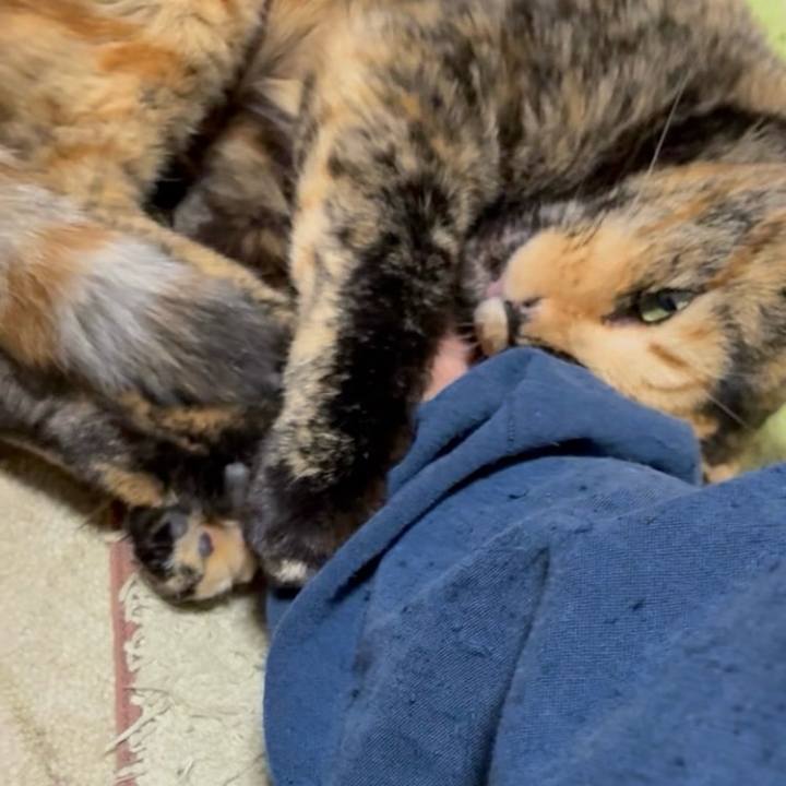 04d1ce8a af0c 4a8e 92c9 726e5242439e 1762250692342