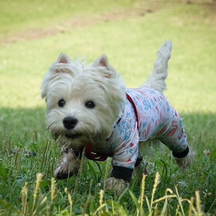 04d2977e 9161 408a a182 8ec7c8c1b099 1530019877732