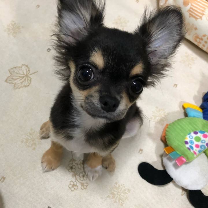 04d4184c 7420 476d 9407 c849367ec2bd 1538564199665