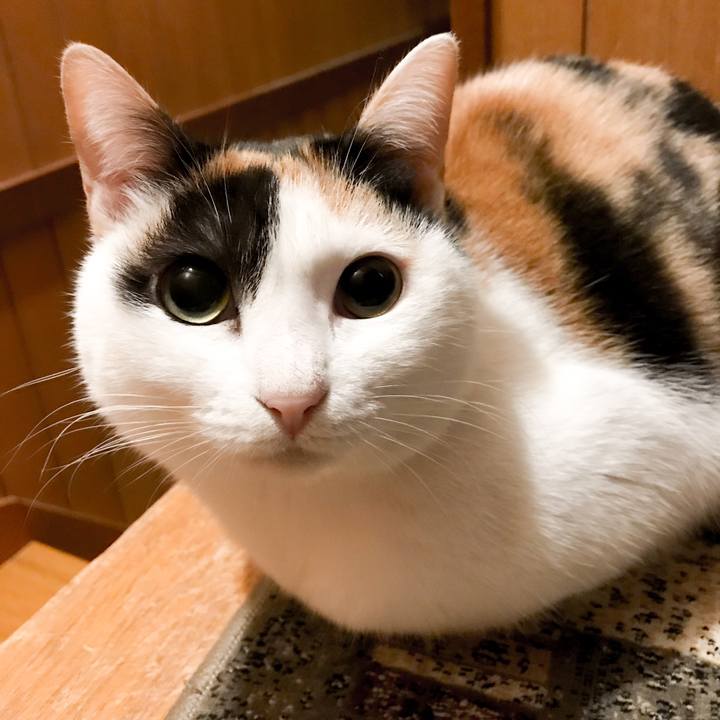 04d7378a be4b 4186 b40f 42c99347185c 1520123337960