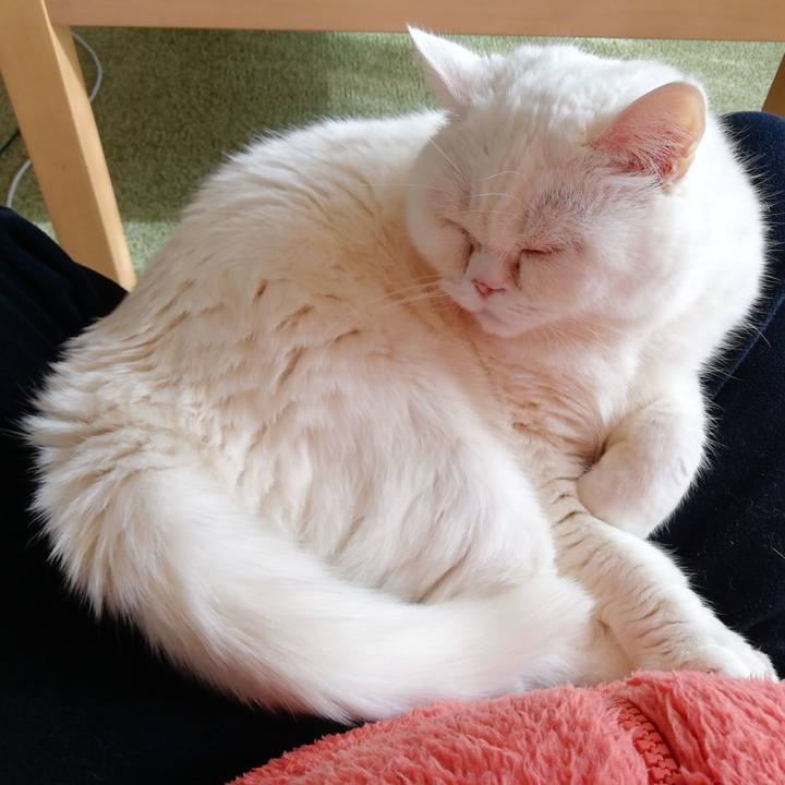 04d7abca 5bab 44e8 ad8a 229b7103c0ae 1733624291610