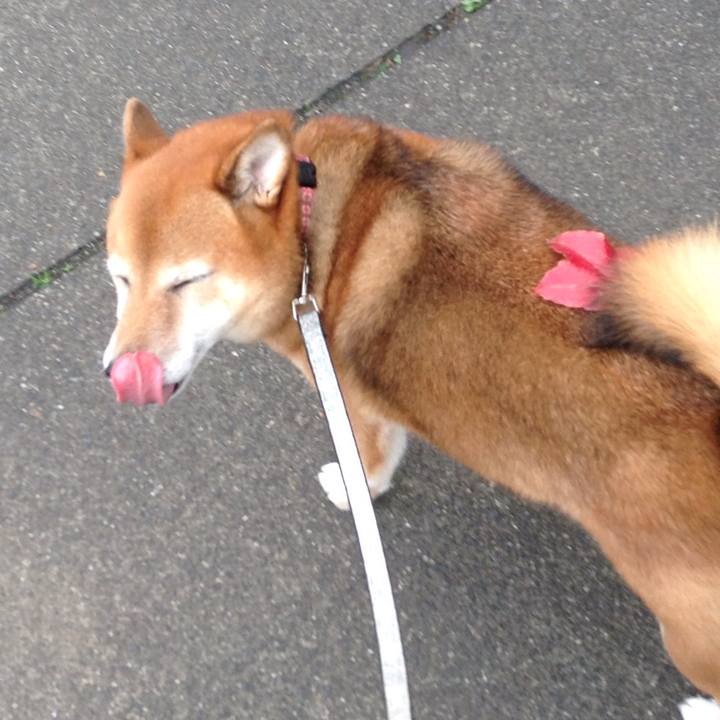 04db2f61 d259 41c2 9d60 3a3f47b8bf08 1541594062971