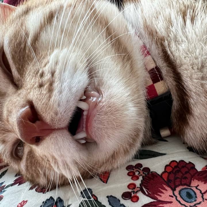 04dc8c57 ded6 4548 86e3 427d1ae31db3 1663726094500