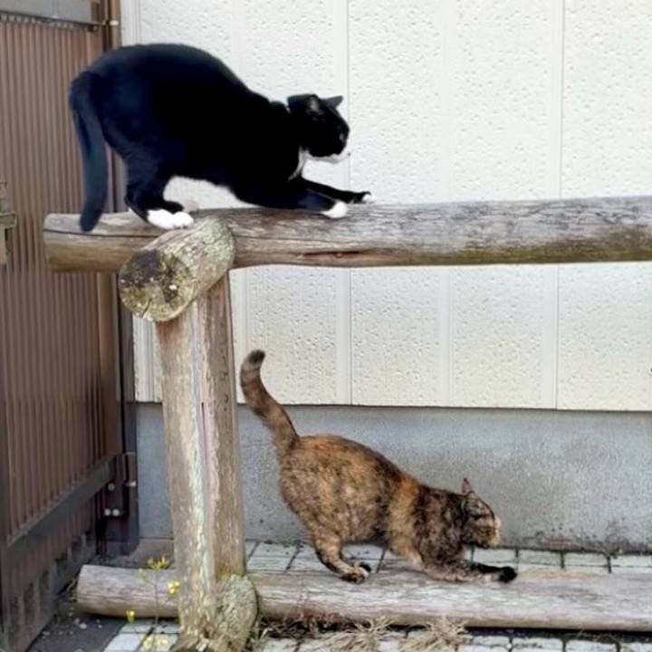 04dcf8a2 ea6d 4d5a bc70 2e28ec6649d4 1764660768154