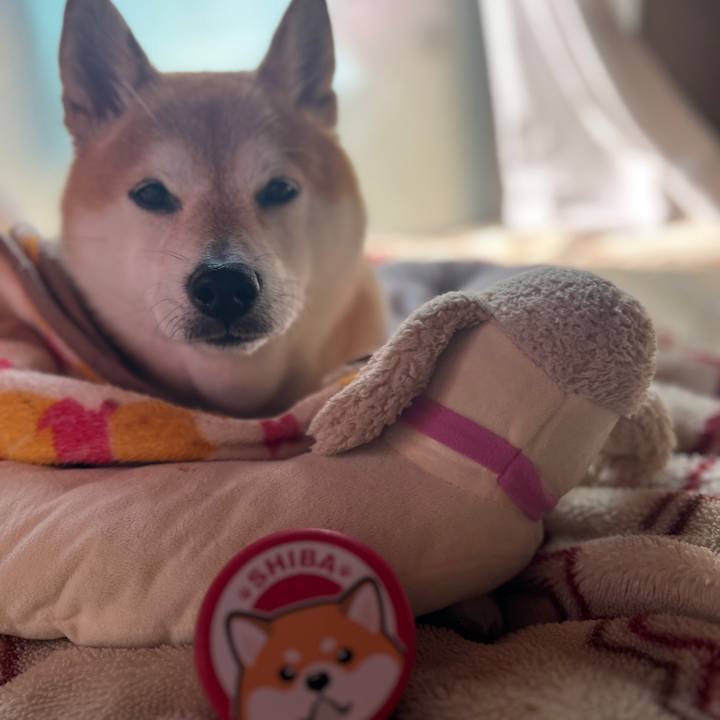 04dd7b96 989c 46a4 bcd4 bd38d6ef8713 1700538747650