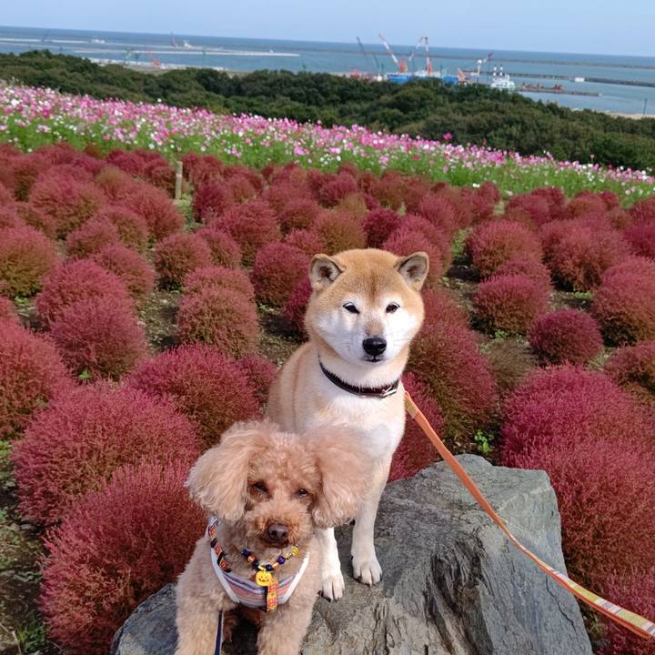 04ddc83f 0501 496f 95e3 c7baab0f246b 1603182870114